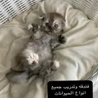 فندق فاخر لحيوانك الأليف  راحة لك  ورفاهية له
