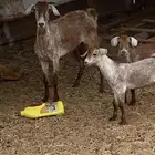 عنز متاومه جمى يتبعها اثنين تيوس جم
