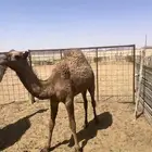 بكار