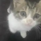 قطه للتبني صغيره