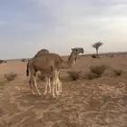 خلفه تحتها قعود هديه