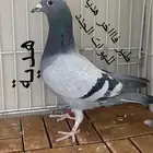 زاجل سباق مميز هدية ( دعم الهوات الجدد )