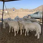 حري للبيع ذبايح مناسبات ذبائح تبيض الوجه