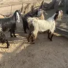 معزا اشباب طيبه. خوات