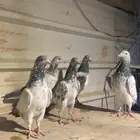 قولدنات