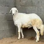ذبايح مزرعة مرابي عسير