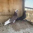 هجارس