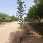 مشاتل التكامل الخضراء الزراعيه