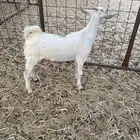 تيس بيشي