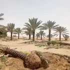 تركيب شبك وزرعه نخل شبوك نخيل سياج