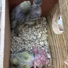 زوجين طيور الحب مع الفروخ