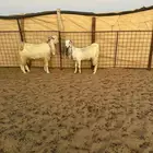 معزاء مشاريك فاخره