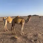معالج شعبي لل ابل