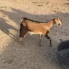 للبيع جفره حايل ثنيه