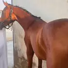 مهره عربيه شعبيه جميله جدا  جاهزه للعسف