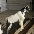تيس فحل بيشي