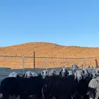 للبيع غنم نجد اللعدد 31 بفلحن