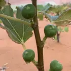 تين الفائز