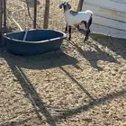 الشميسي طريق الخواجات قبل حوش الجابري يسار