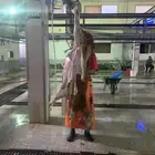 يوجد ذبايح فاخره طيب سواكني تربايه ومقفله لحم وشحم