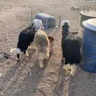 طليان نجديه