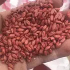 قمح معالج حبه طيبه وكذالك يوجد شعير طيب