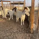 جفرات جذعات دفيع