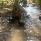 بح 7 حبات للبيع