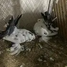 زوج رقاص هندي