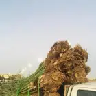 خلاص القصيم وجميع النوايع