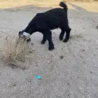 عروض حلال طيب مختلفه.