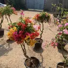 جهنميه او المجنونه او الجميله