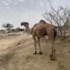 بعير كفوو للبيع