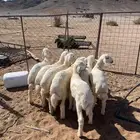 خرفان