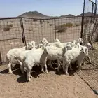 خرفان
