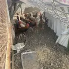 دجاج