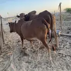 بقر بلدي