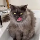 قط شيرازي للتبني