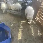 هرافى نعيم وطيبه جدا