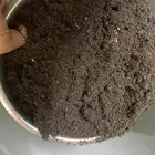 عسيب