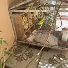 طيور