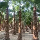 نخل واشنطني زينه للبيع