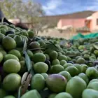 زيت زيتون الحره تبوك