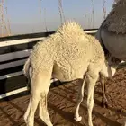 حاشي للبيع على حليب امه والبرسيم