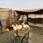 طليان