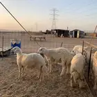 عقيقه حري ذبايح مناسبات ذبائح ثلاجه غنم بر