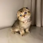 قطط سكوتش بيور للبيع