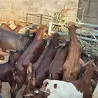 ذبايح مرابي عسير