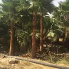 نخل واشنطني زينه