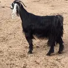 عنز للبيع دافع على شرط